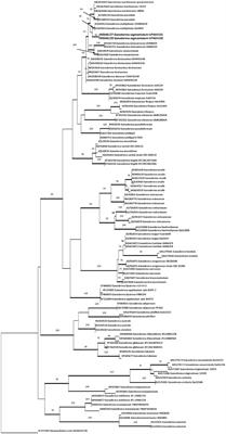 Fungal–plant interaction: a pathogenic relationship between Ganoderma segmentatum sp. nov. and Vachellia nilotica